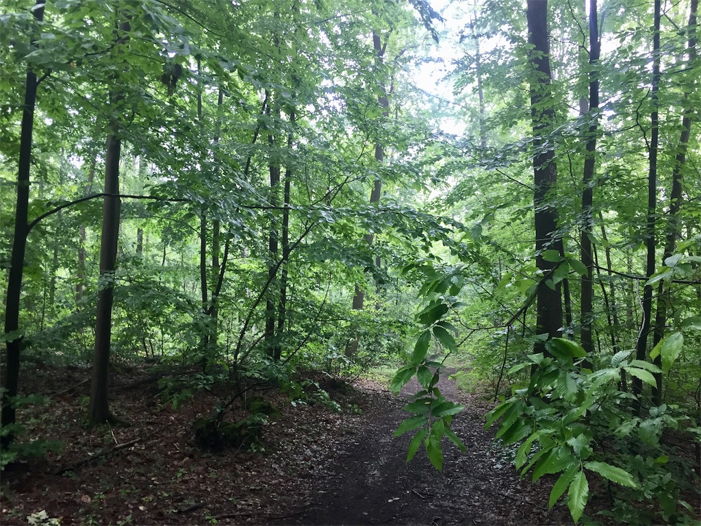 f:id:tomateo:20190519202450j:image f:id:tomateo:20190519202450j:image