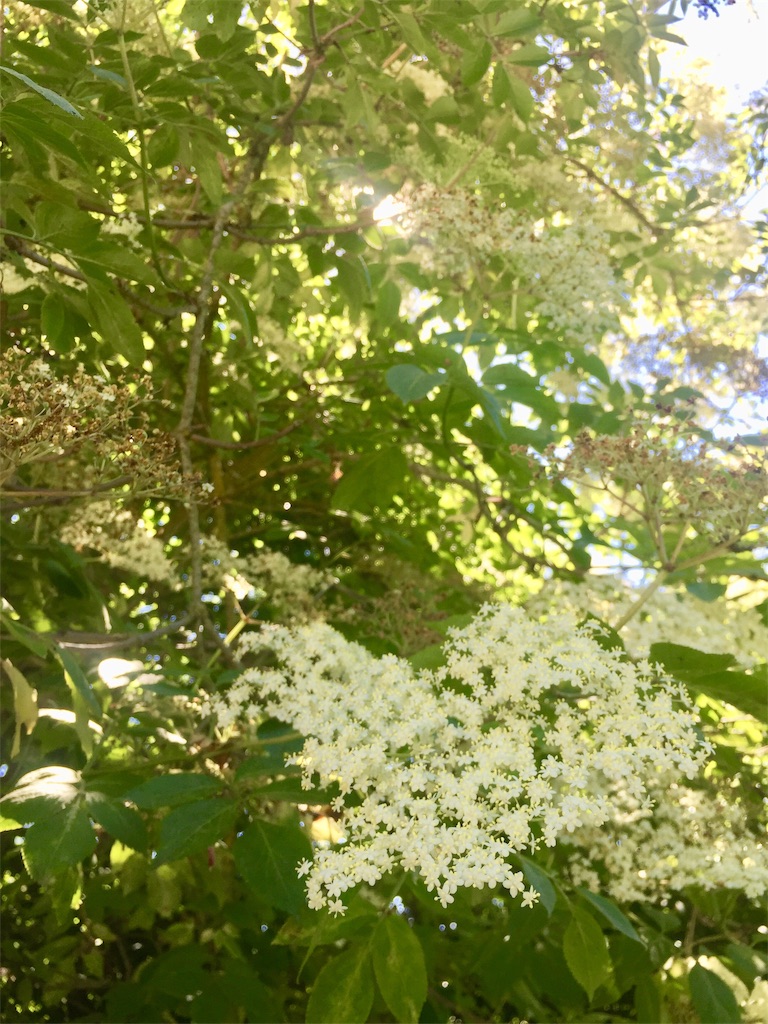 f:id:tomateo:20190602183941j:image f:id:tomateo:20190602183941j:image