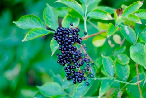 f:id:tomateo:20190602201614j:plain f:id:tomateo:20190602201614j:plain