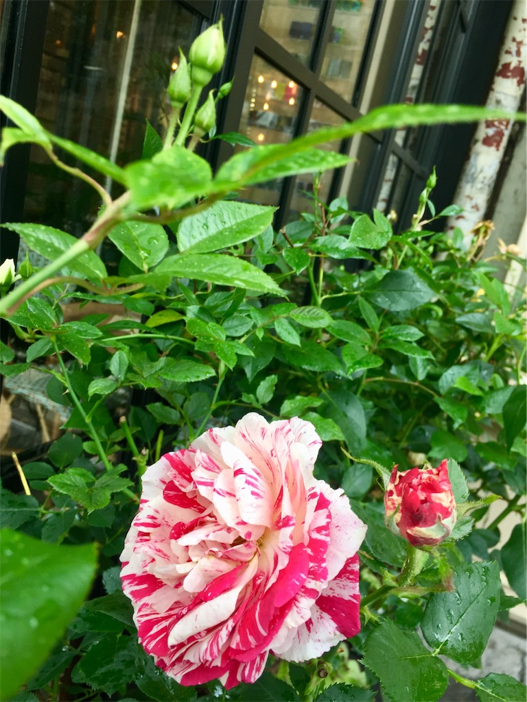 f:id:tomateo:20190612193606j:image