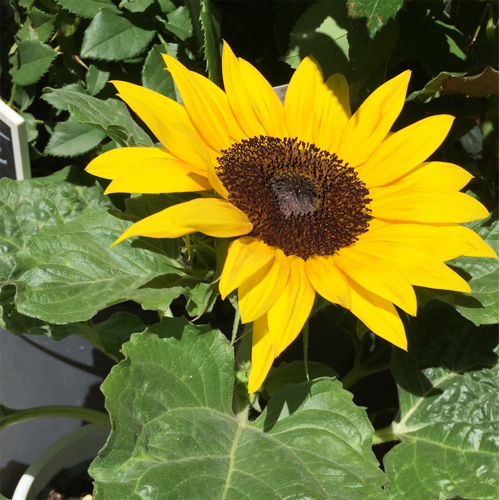 f:id:tomateo:20190705192116j:image f:id:tomateo:20190705192116j:image