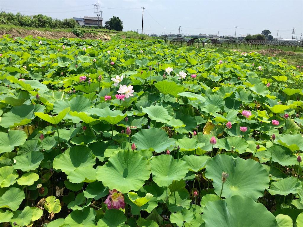 f:id:tomateo:20190730091320j:image f:id:tomateo:20190730091320j:image