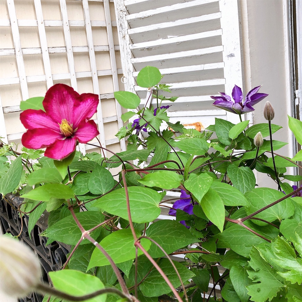 f:id:tomateo:20200420181636j:image