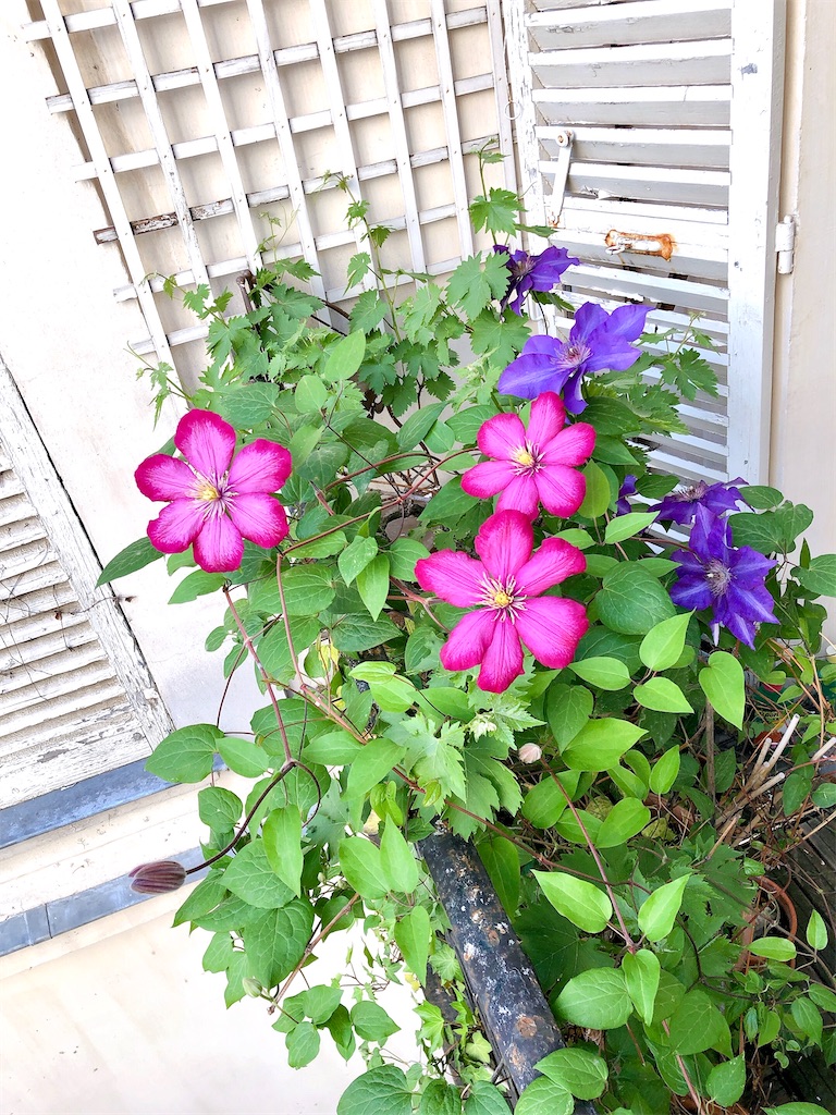 f:id:tomateo:20200423195739j:image