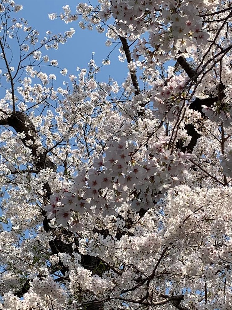 f:id:tomateo:20210328021719j:image