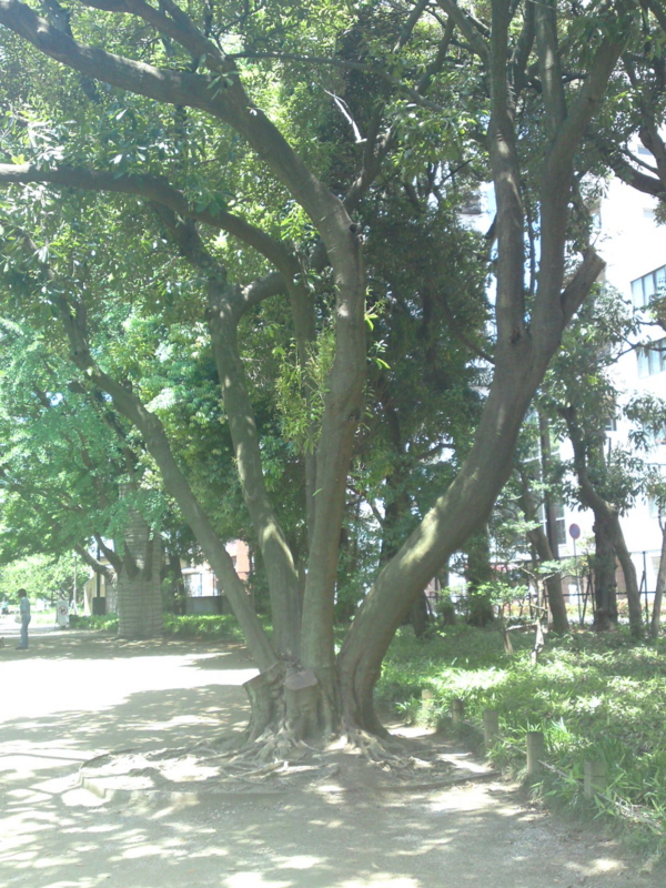 f:id:tomatis-ryouiku:20100521111513j:image f:id:tomatis-ryouiku:20100521111513j:image