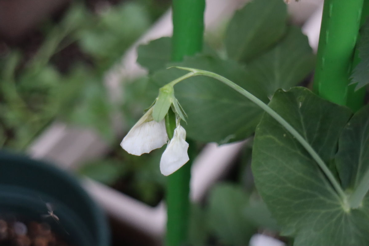 f:id:tomato_1:20200414225747j:plain
