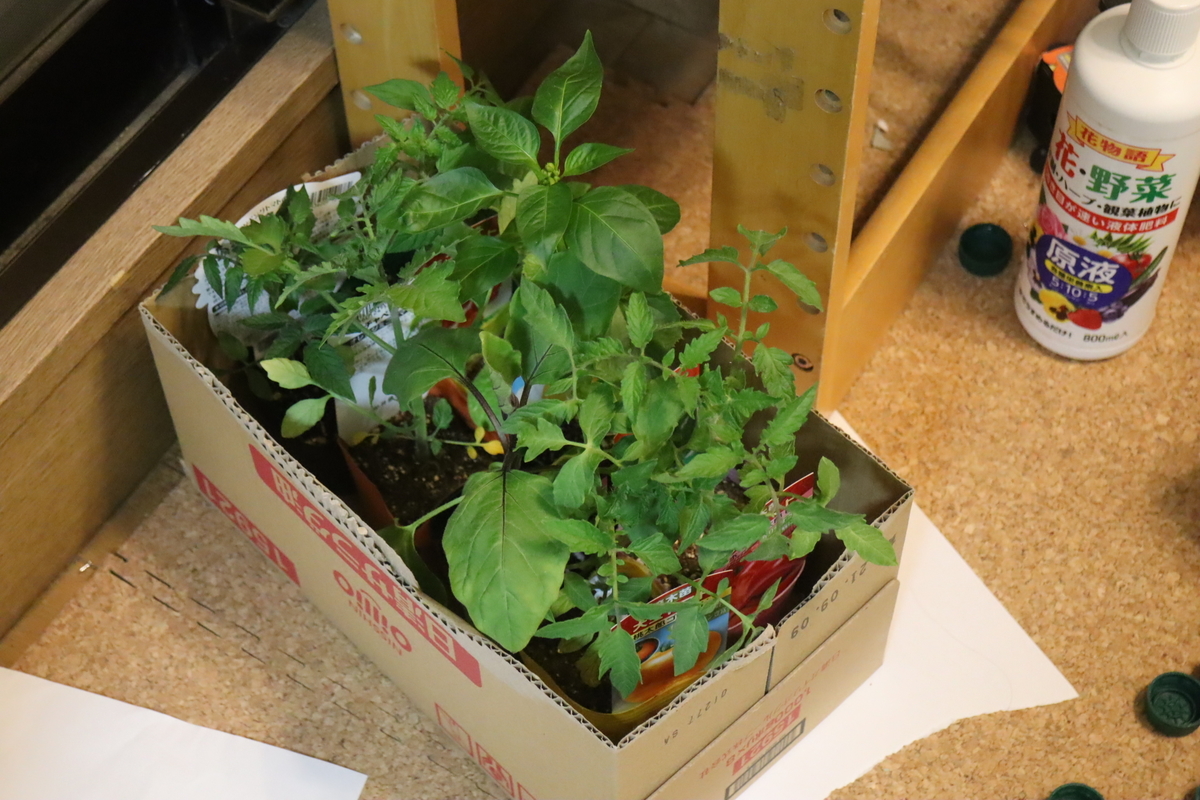 f:id:tomato_1:20200417205504j:plain f:id:tomato_1:20200417205504j:plain
