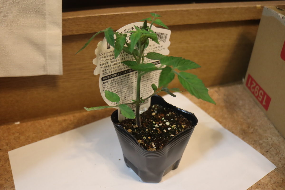 f:id:tomato_1:20200417214754j:plain f:id:tomato_1:20200417214754j:plain