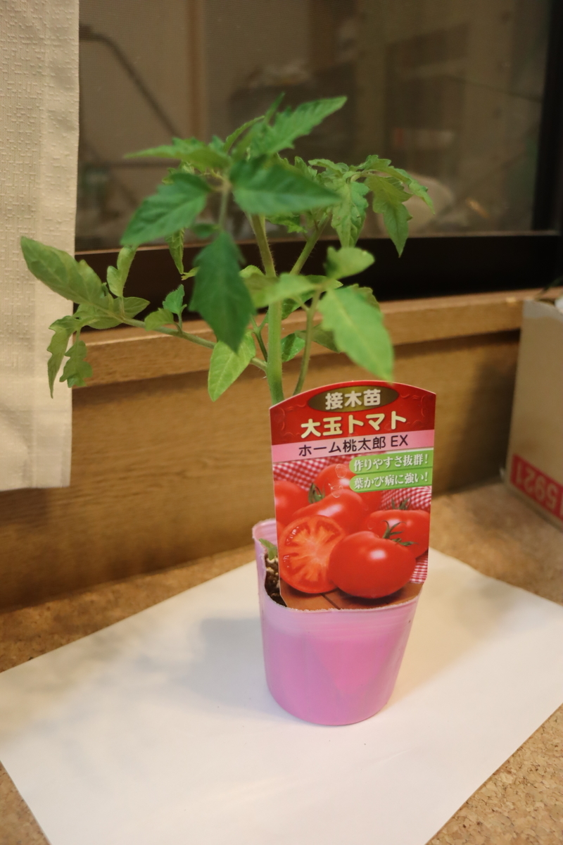 f:id:tomato_1:20200417215242j:plain f:id:tomato_1:20200417215242j:plain