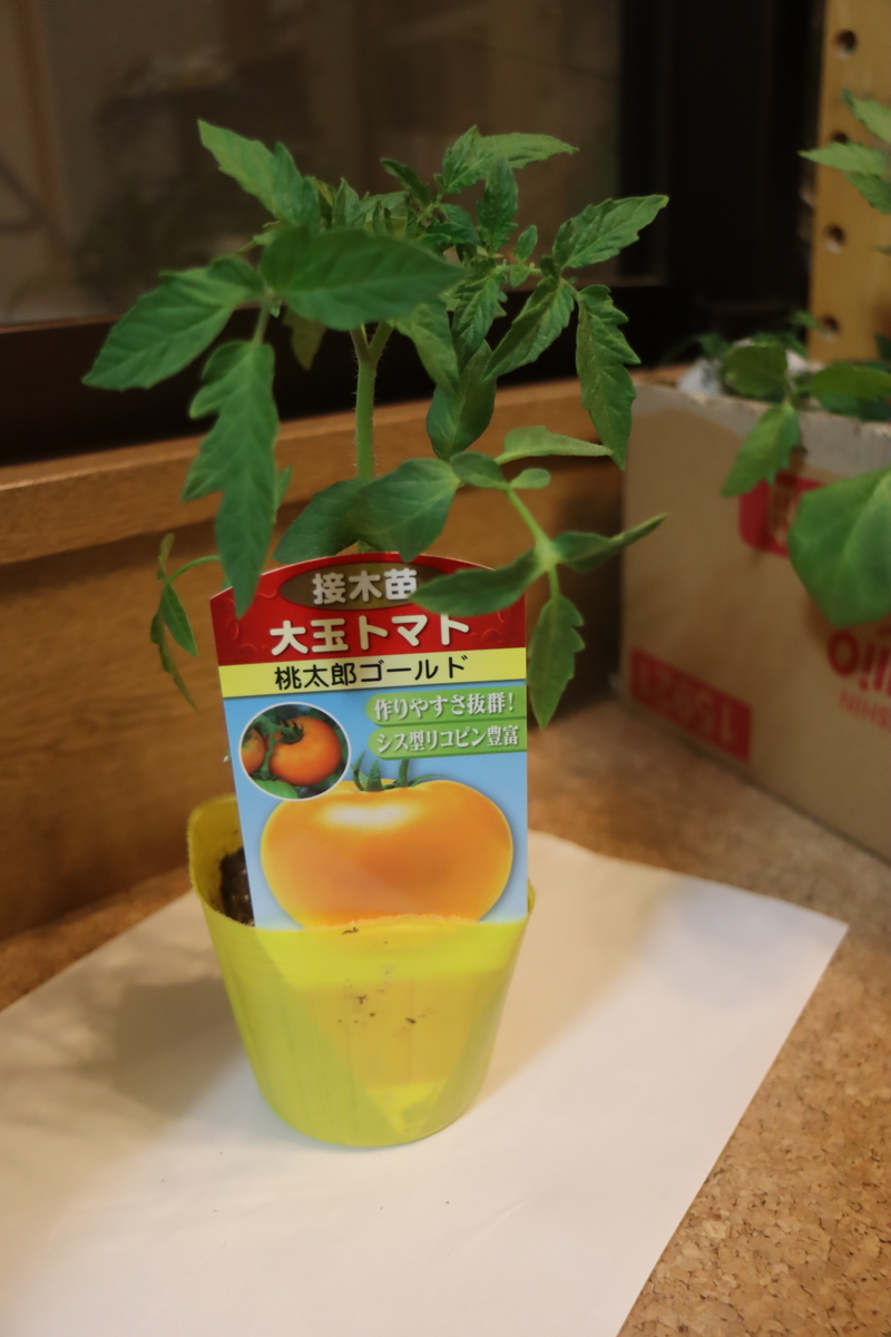 f:id:tomato_1:20200417221212j:plain f:id:tomato_1:20200417221212j:plain
