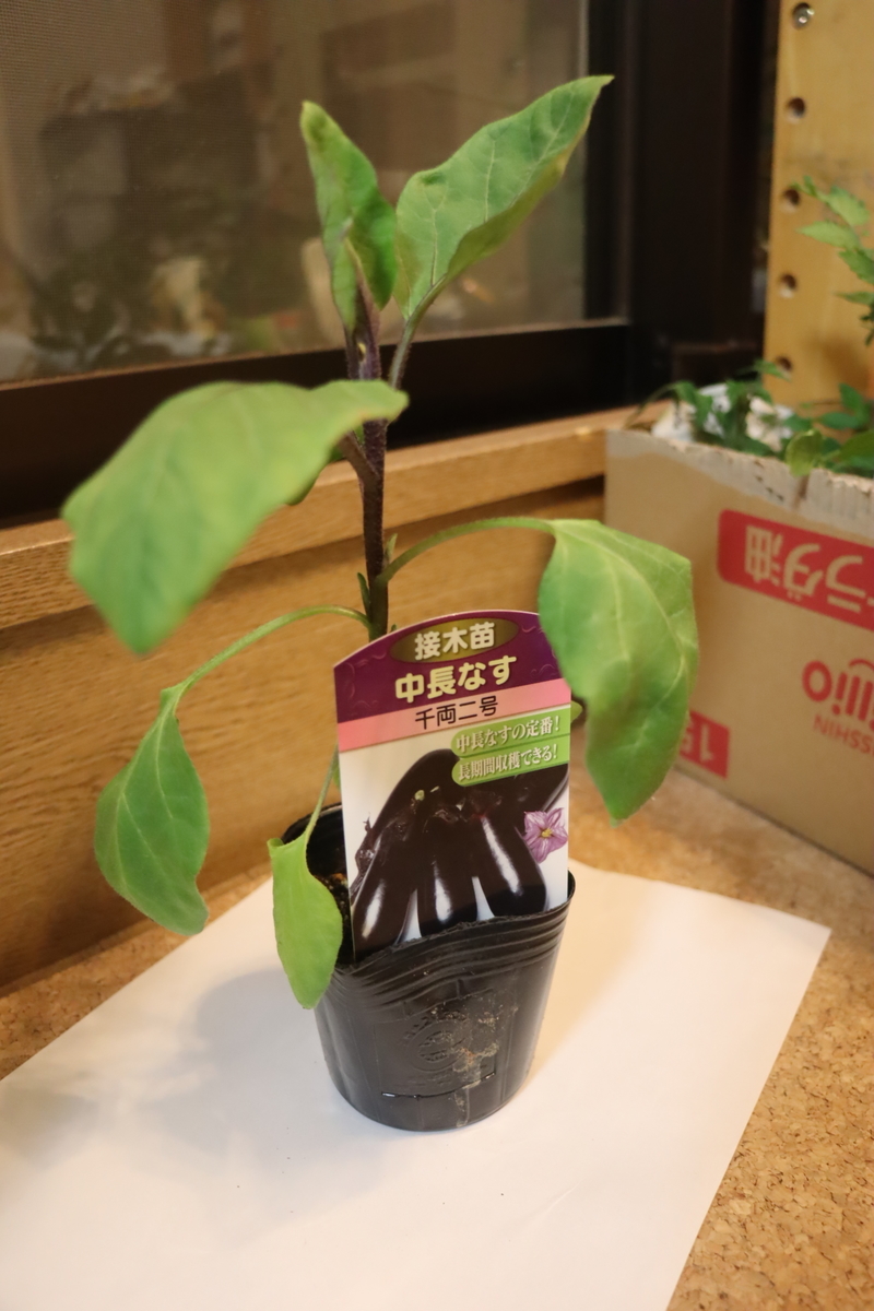 f:id:tomato_1:20200417222035j:plain f:id:tomato_1:20200417222035j:plain