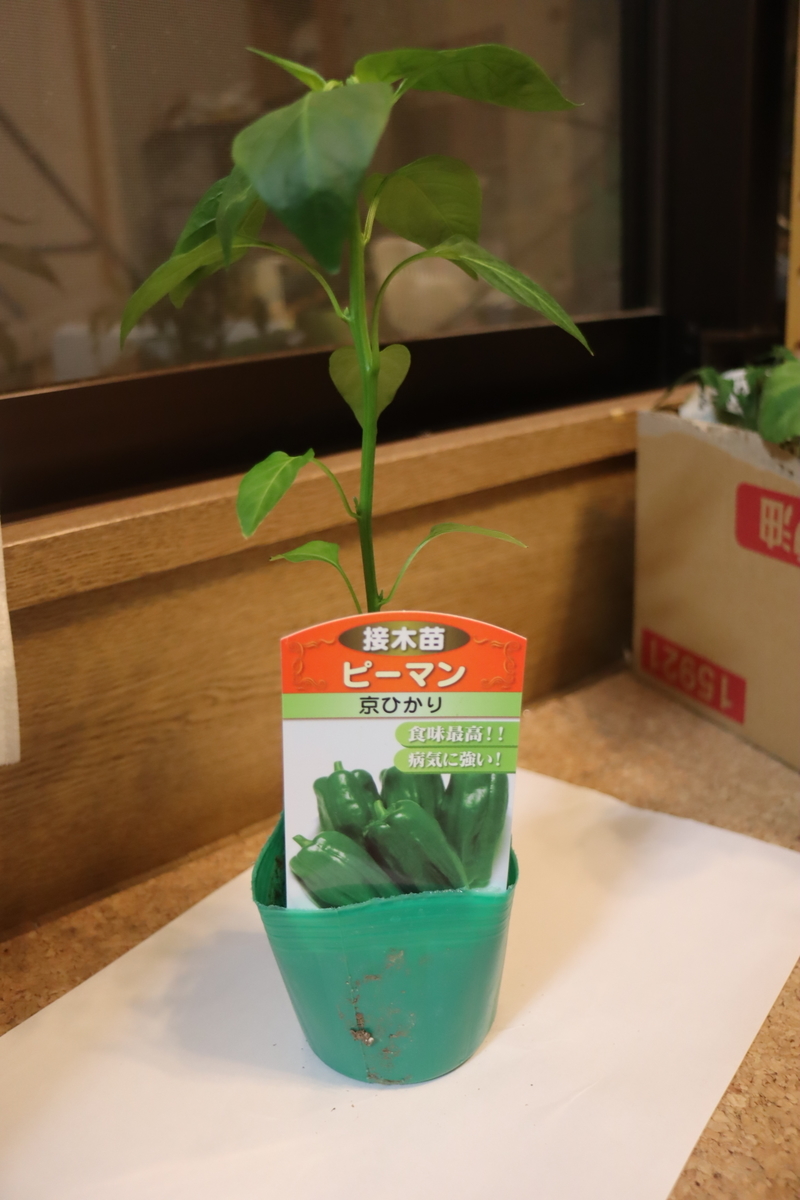 f:id:tomato_1:20200417222919j:plain f:id:tomato_1:20200417222919j:plain
