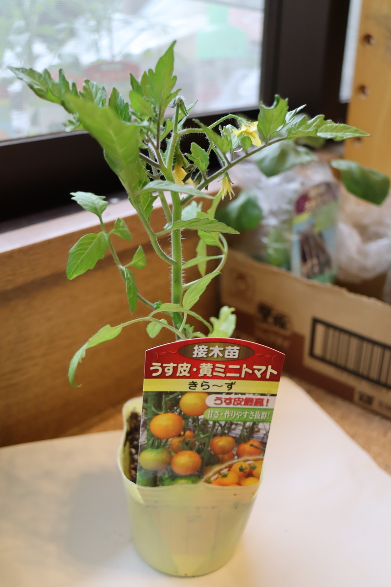 f:id:tomato_1:20200417224752j:plain f:id:tomato_1:20200417224752j:plain