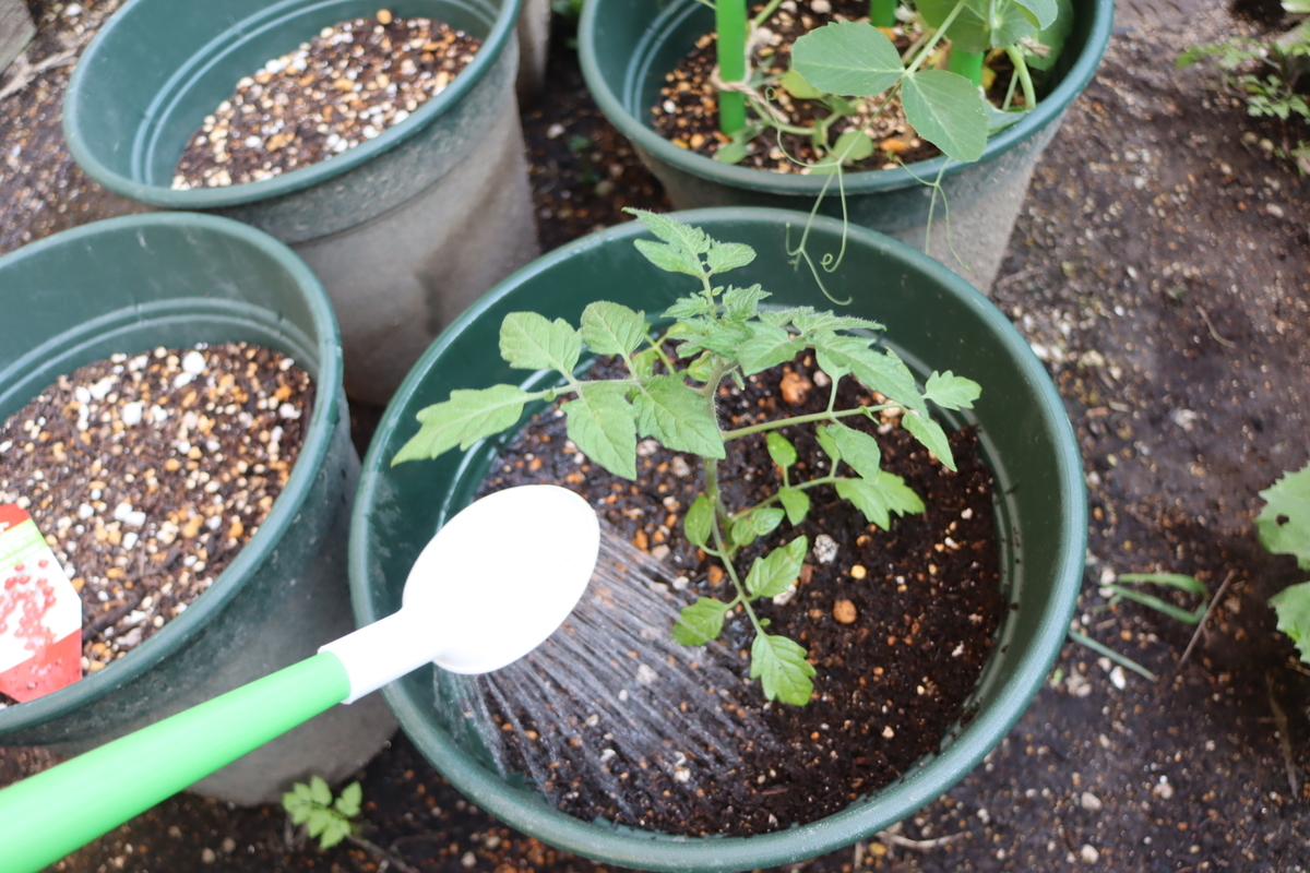 f:id:tomato_1:20200422010209j:plain f:id:tomato_1:20200422010209j:plain