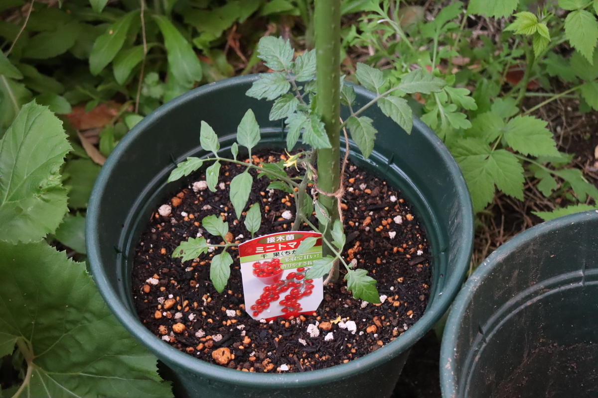 f:id:tomato_1:20200422010232j:plain f:id:tomato_1:20200422010232j:plain