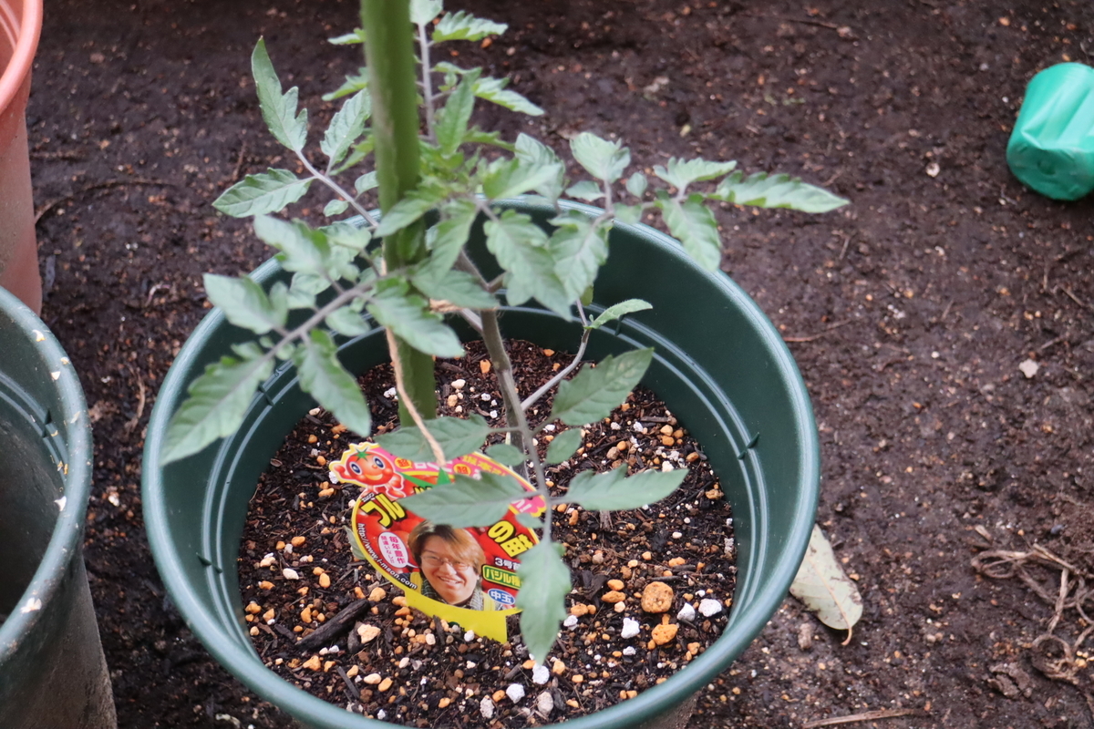 f:id:tomato_1:20200422010604j:plain f:id:tomato_1:20200422010604j:plain
