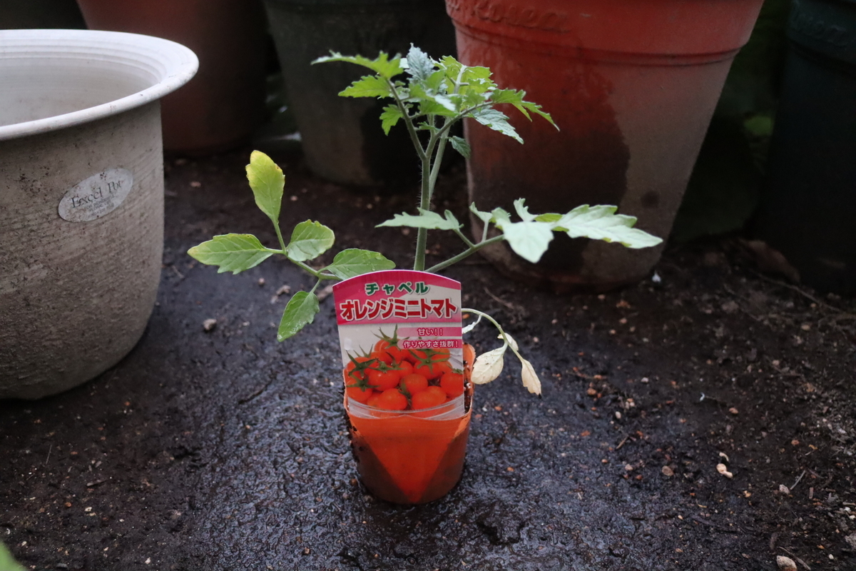 f:id:tomato_1:20200426004819j:plain