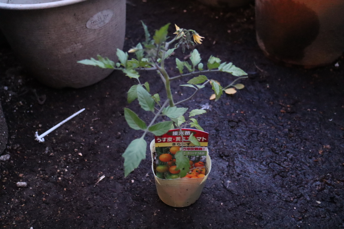 f:id:tomato_1:20200426005618j:plain