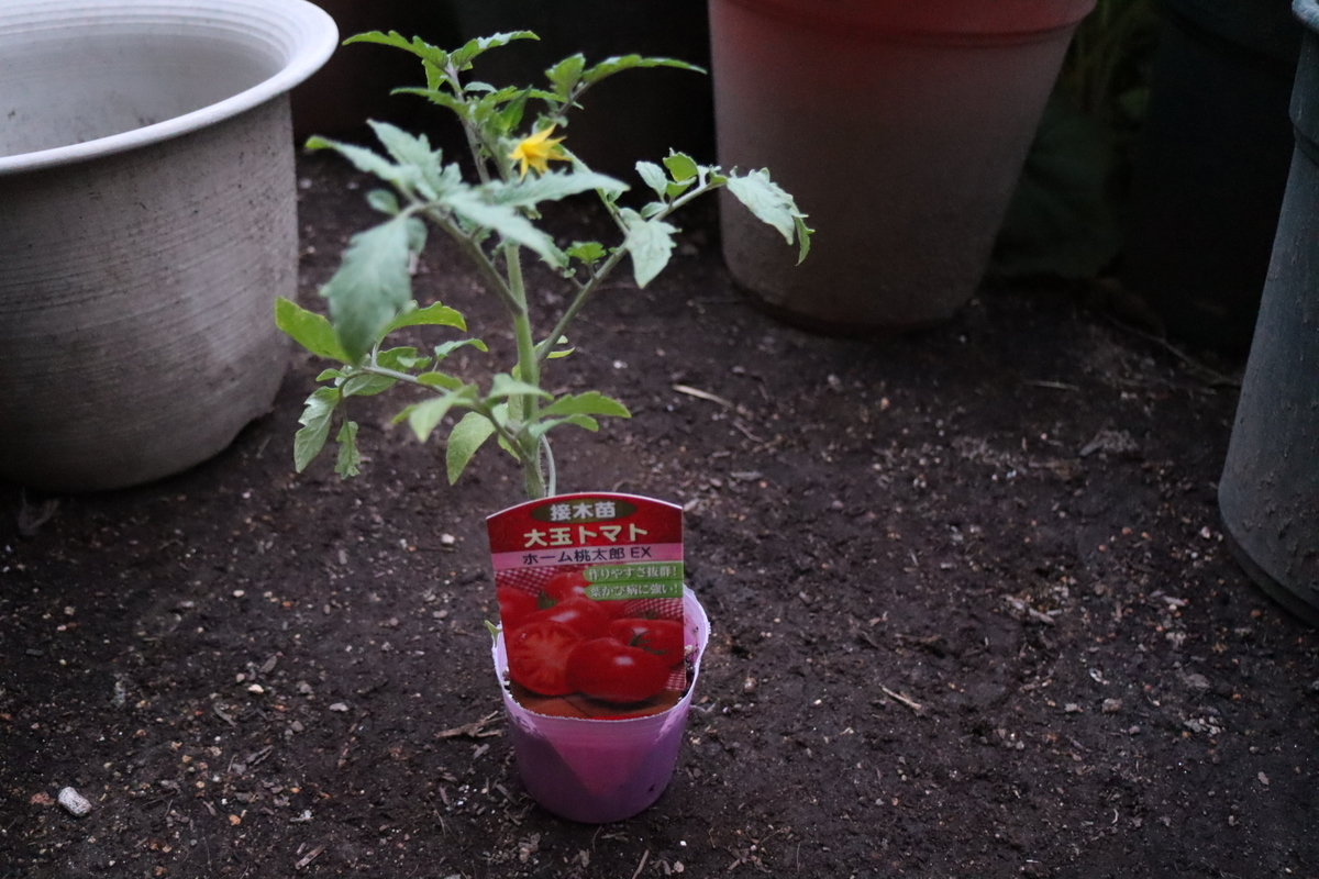 f:id:tomato_1:20200427222108j:plain