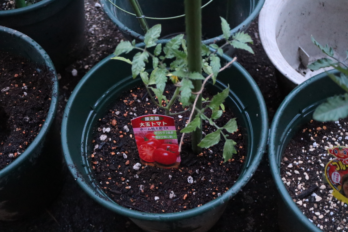 f:id:tomato_1:20200427225605j:plain