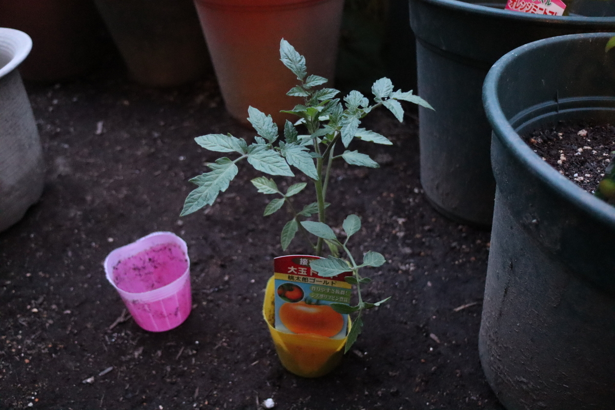 f:id:tomato_1:20200427225734j:plain