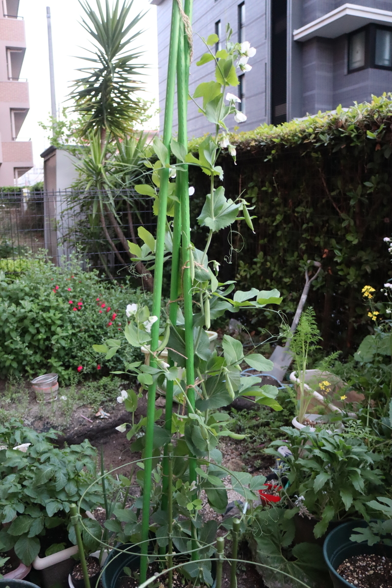 f:id:tomato_1:20200501135614j:plain