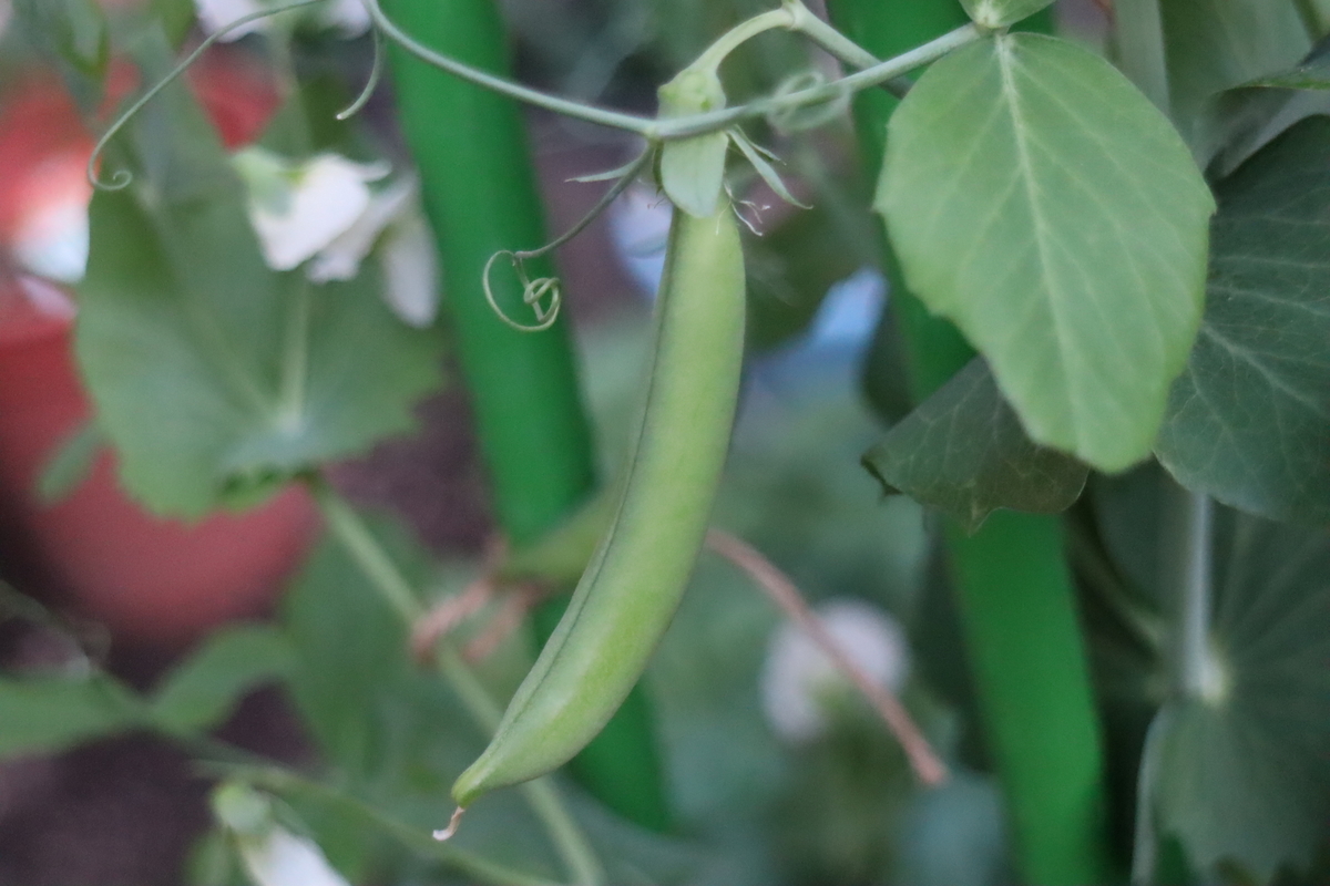 f:id:tomato_1:20200501143034j:plain