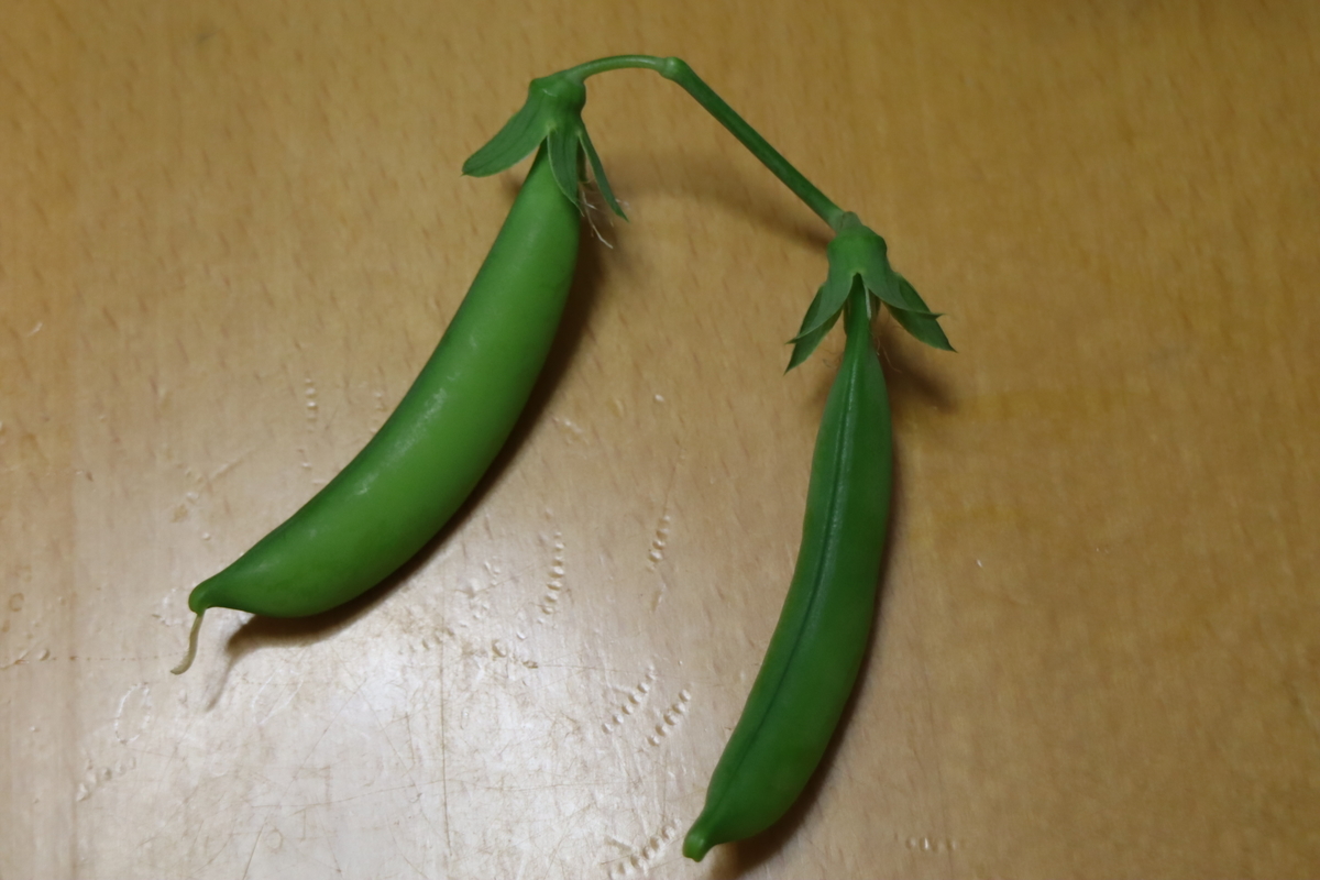 f:id:tomato_1:20200501144654j:plain