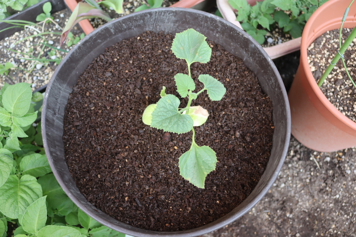 f:id:tomato_1:20200502010955j:plain f:id:tomato_1:20200502010955j:plain