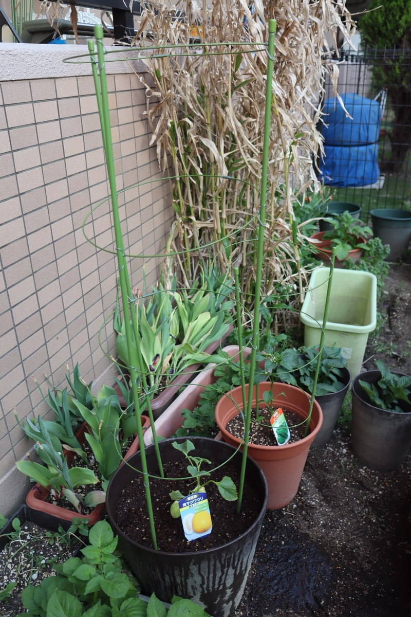 f:id:tomato_1:20200502011040j:plain f:id:tomato_1:20200502011040j:plain