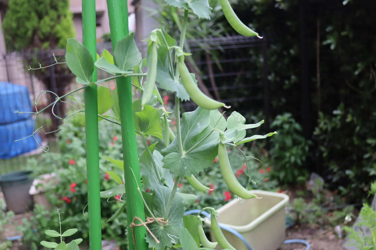 f:id:tomato_1:20200507221114j:plain
