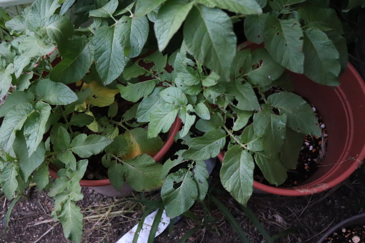 f:id:tomato_1:20200528232833j:plain