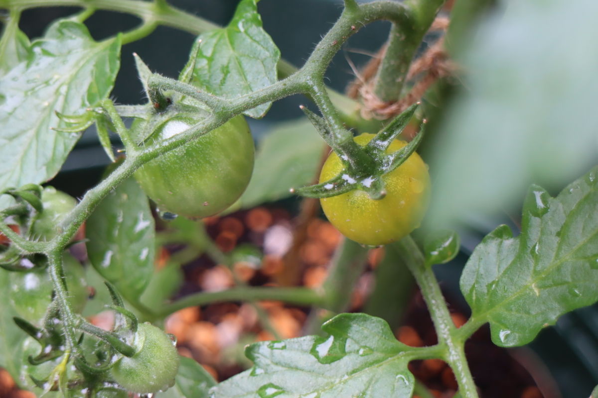 f:id:tomato_1:20200531150932j:plain