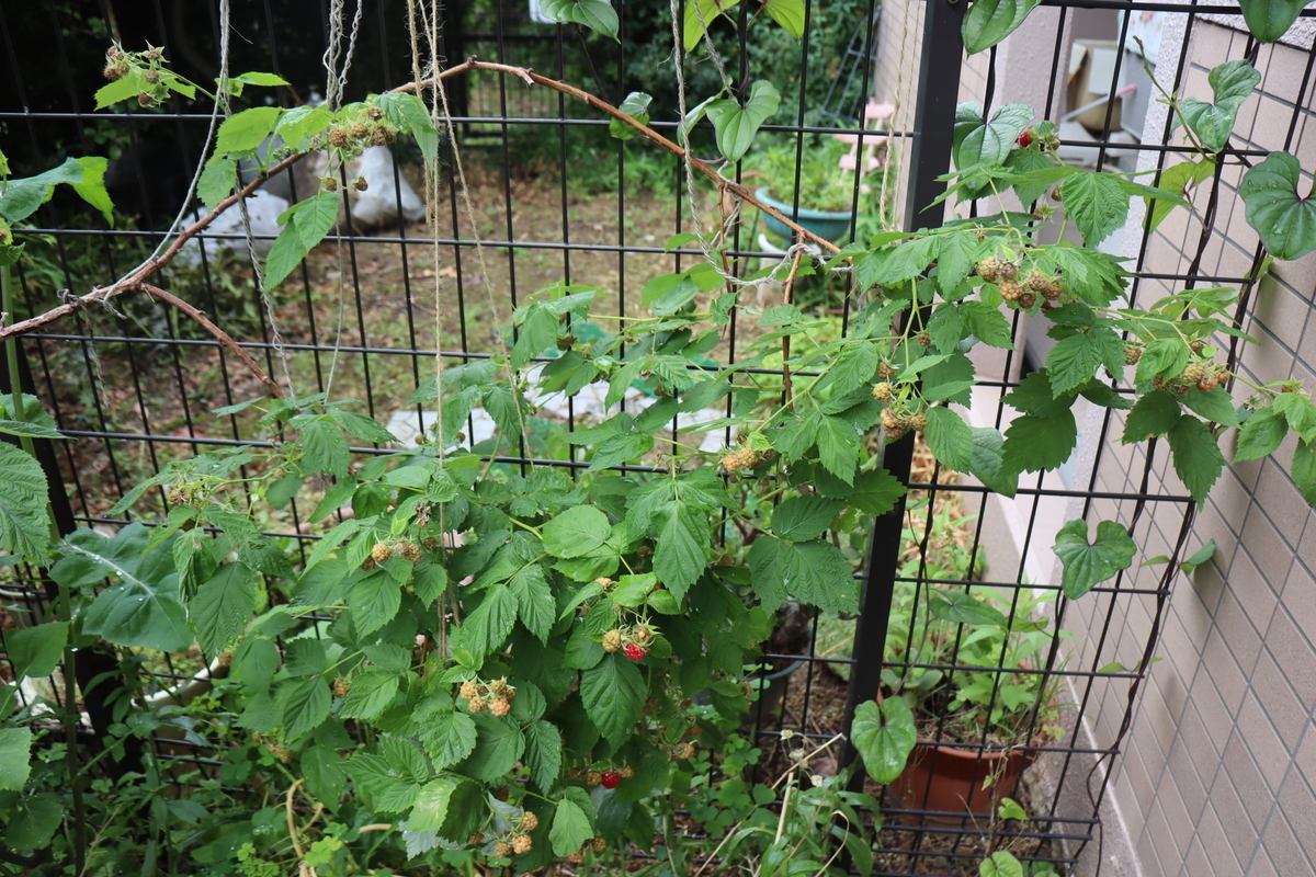 f:id:tomato_1:20200531165153j:plain