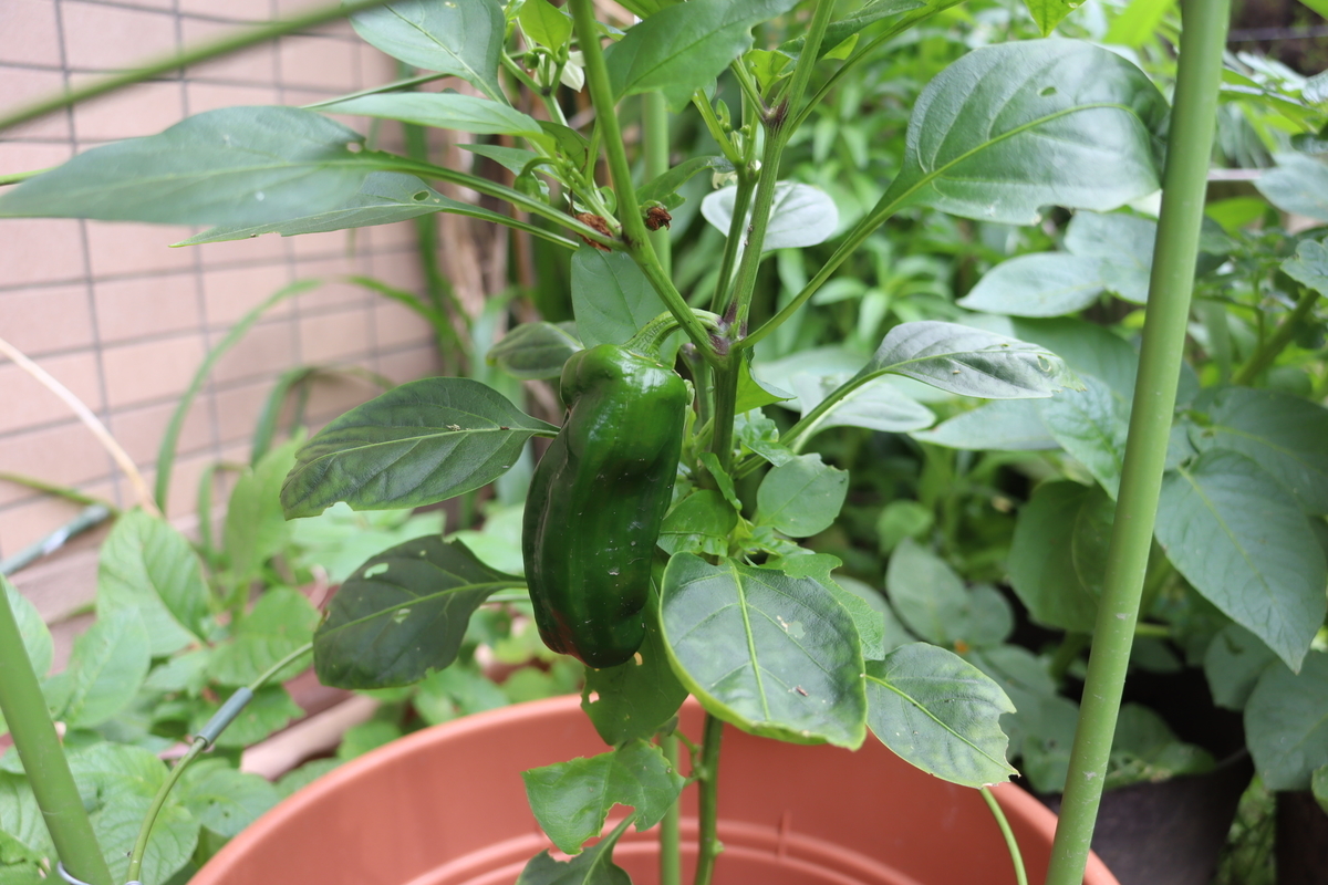 f:id:tomato_1:20200601201318j:plain