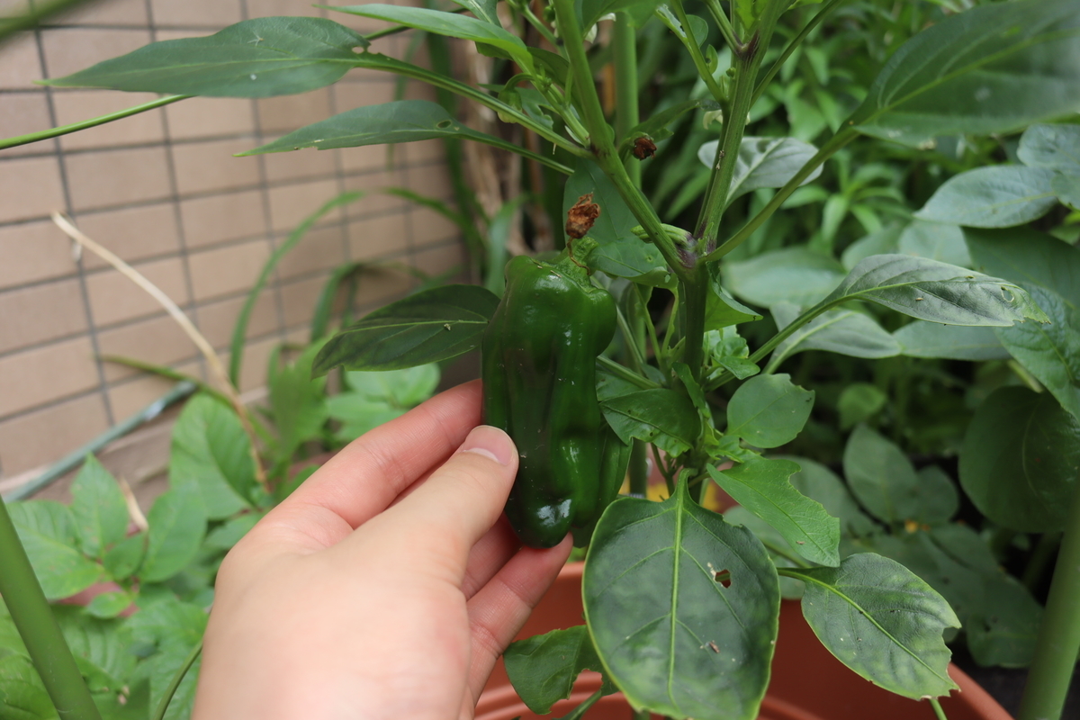 f:id:tomato_1:20200601201543j:plain