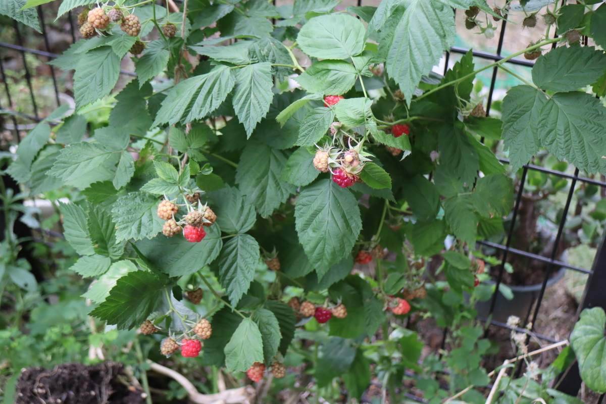 f:id:tomato_1:20200601202028j:plain