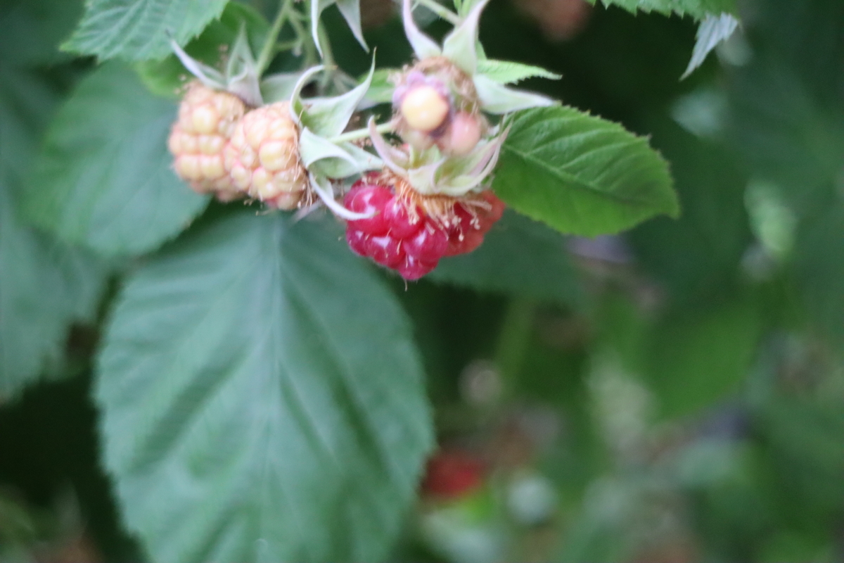 f:id:tomato_1:20200601202444j:plain