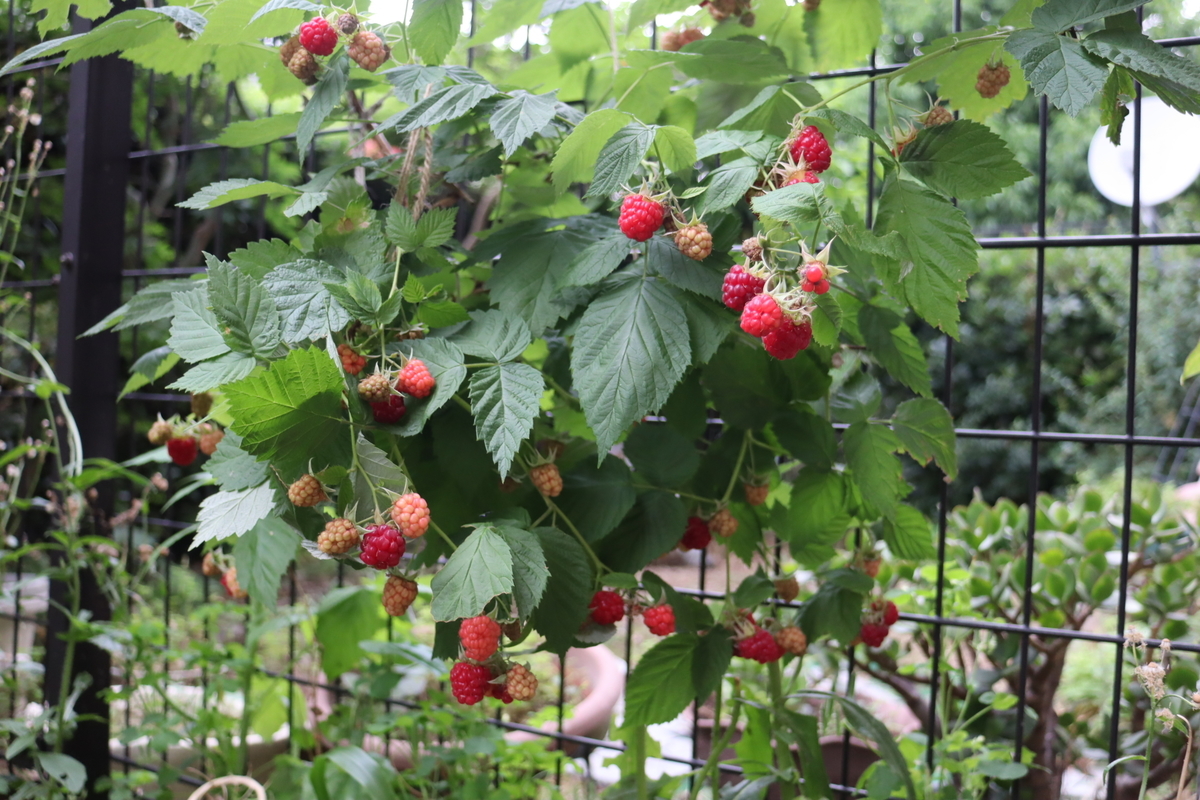 f:id:tomato_1:20200603230659j:plain