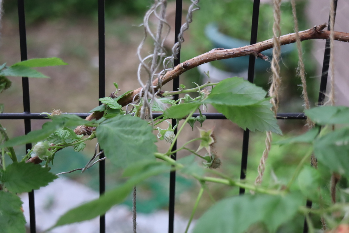 f:id:tomato_1:20200603231003j:plain