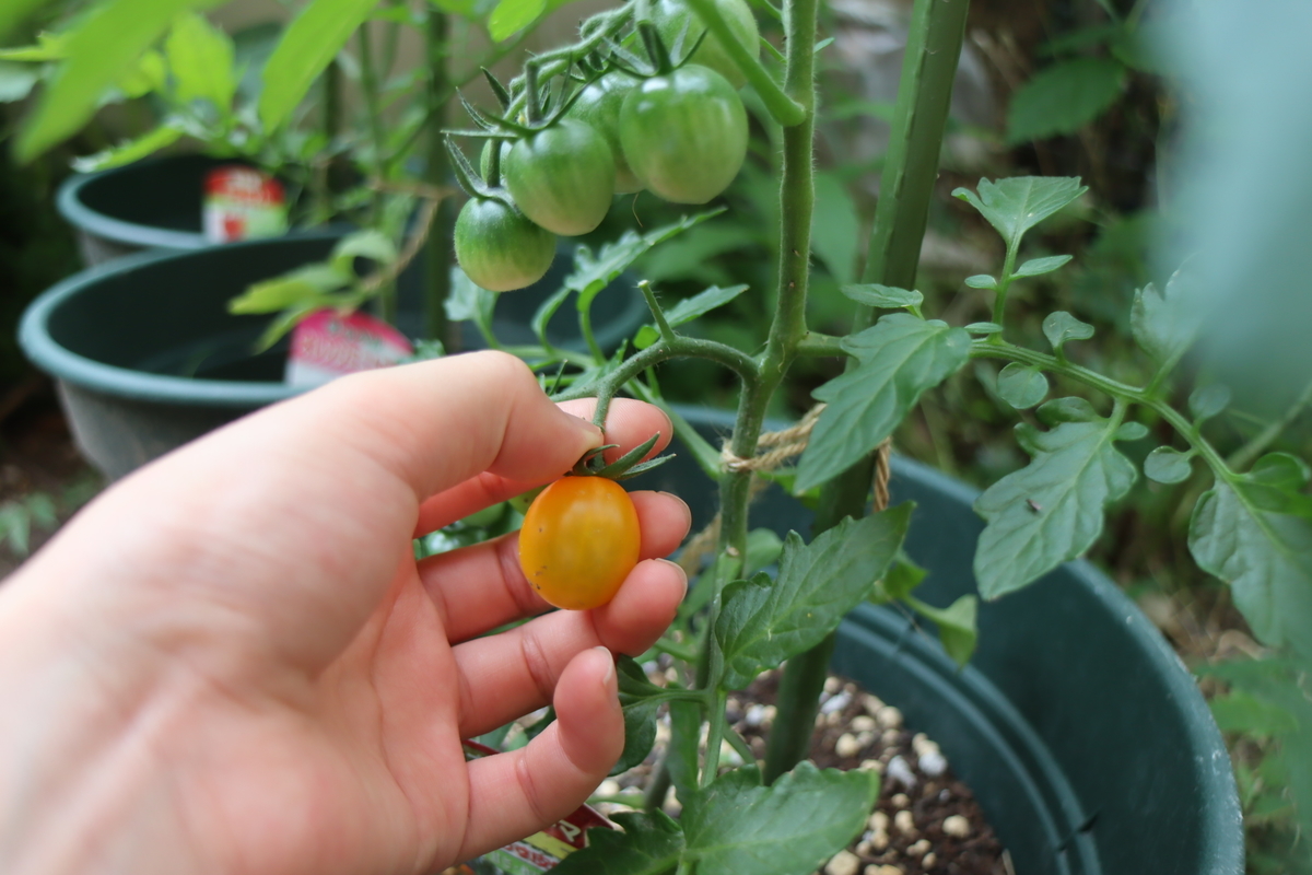 f:id:tomato_1:20200604235823j:plain