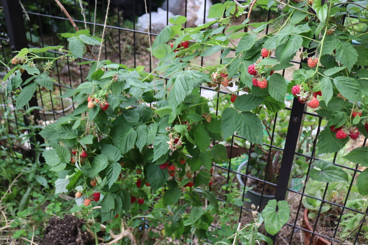 f:id:tomato_1:20200607120056j:plain