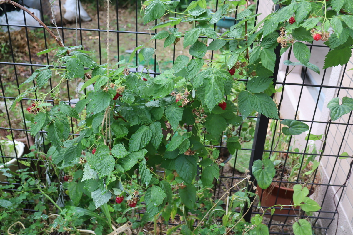f:id:tomato_1:20200611002618j:plain f:id:tomato_1:20200611002618j:plain