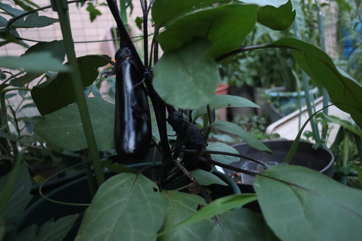 f:id:tomato_1:20200615233755j:plain