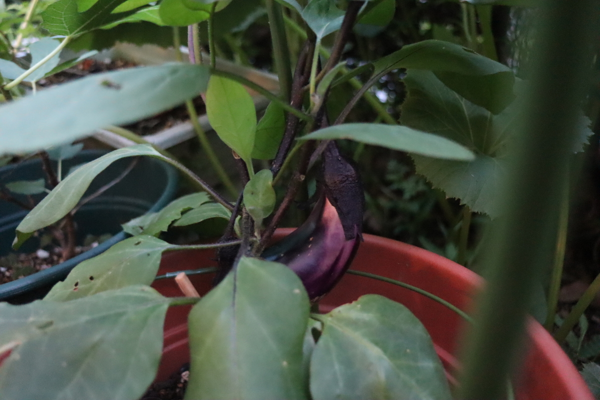 f:id:tomato_1:20200615234723j:plain