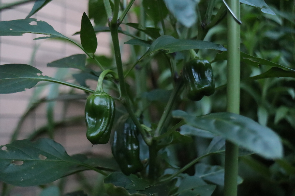 f:id:tomato_1:20200615235027j:plain