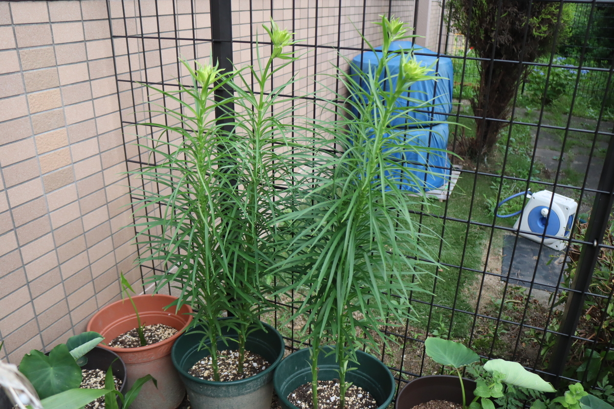 f:id:tomato_1:20200617165823j:plain