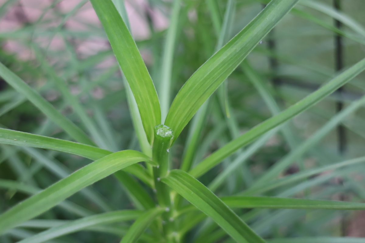 f:id:tomato_1:20200617171027j:plain