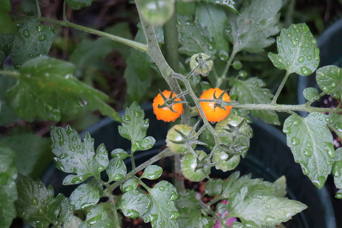 f:id:tomato_1:20200620000721j:plain